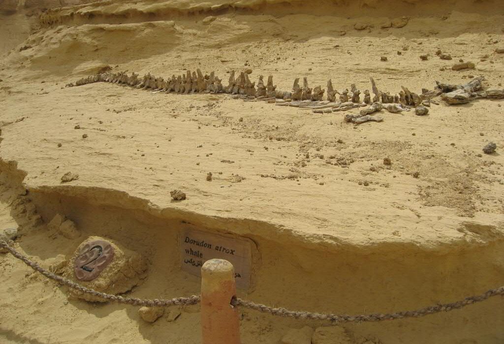 Walvisskelet bij Wadi Hitan in Egypte